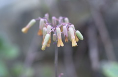 花フェスタ公園１０