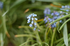 春花　７