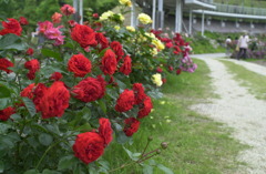 花フェスタ　２６