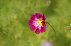 コスモス　４