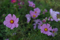 木曽三川公園　１０