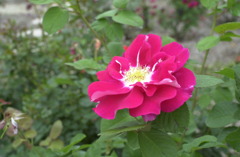 花フェスタ　３２