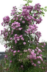 花フェスタ　２８