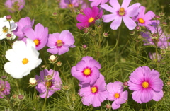 コスモス　６