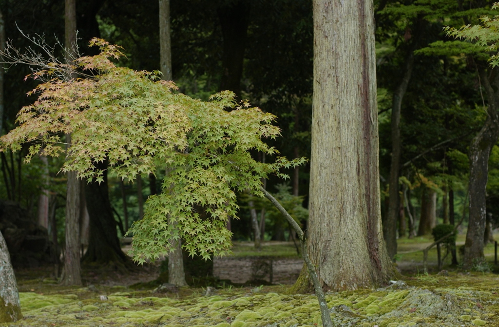 永保寺１２