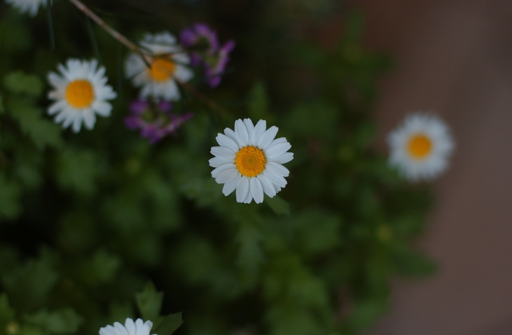 春花　１８
