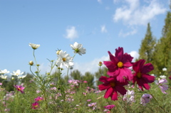 木曽三川公園　１７