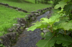 みのかもの森１４