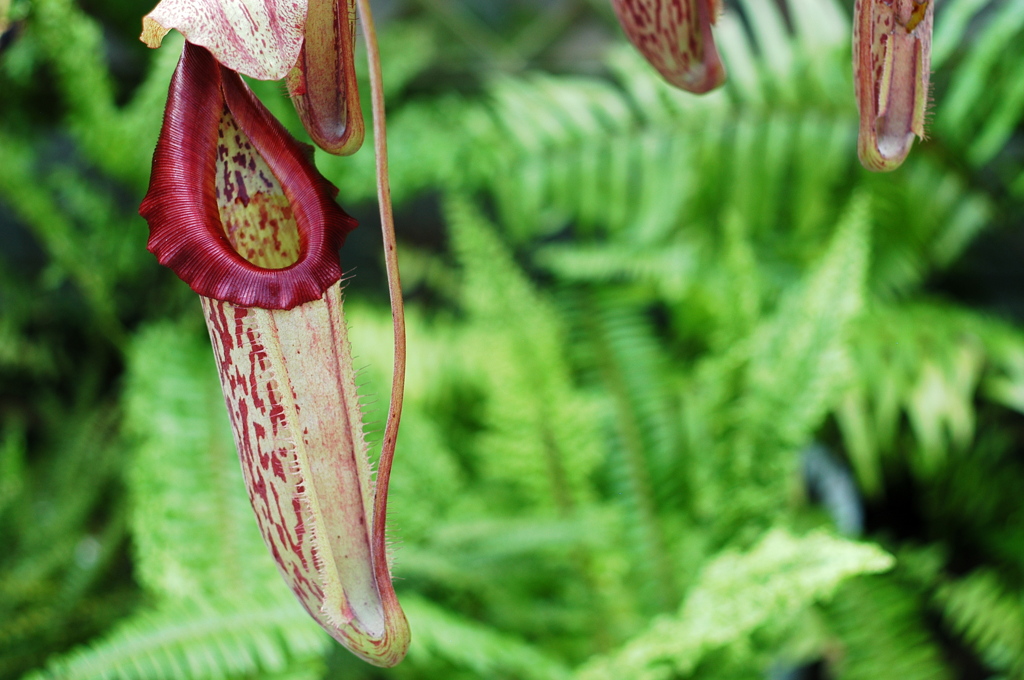 東山植物園５