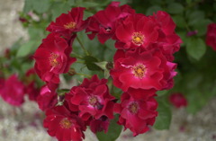 花フェスタ　２９