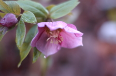 花フェスタ　２０１２−１