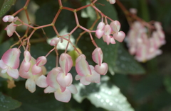 フルーツパーク　１０