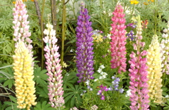 花フェスタ　２０１２−１７