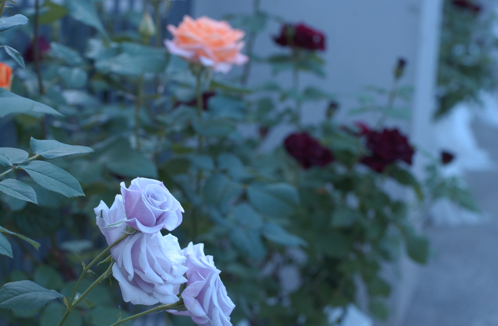 花フェスタ　２０１２−８