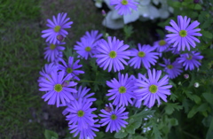 春の花’１３＾ー１４