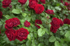 花フェスタ　４６