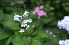 花フェスタ　２２