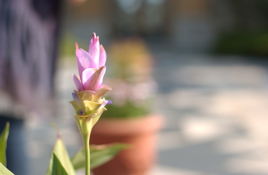 なばなの里　秋２１