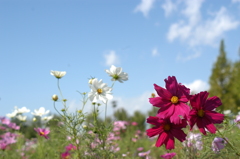 木曽三川公園　１１