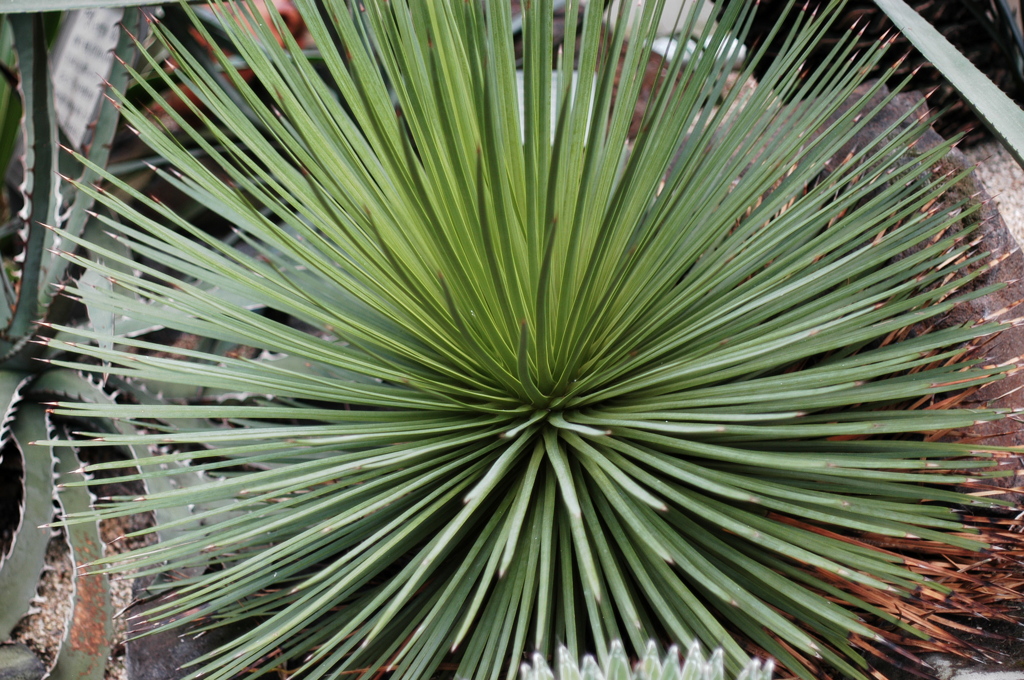 東山植物園６