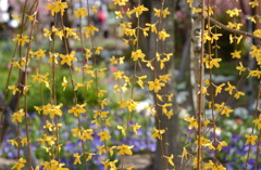 なばなの里　３