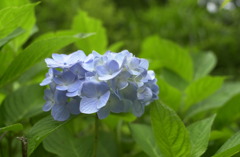 みのかもの森４