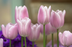 春日井植物園４