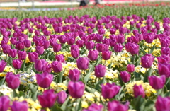 なばなの里　１３