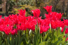 なばなの里　２２