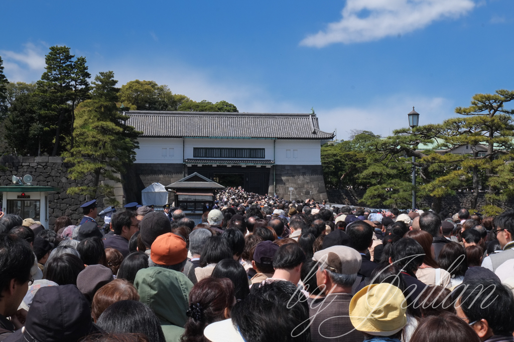 千代田城と桜