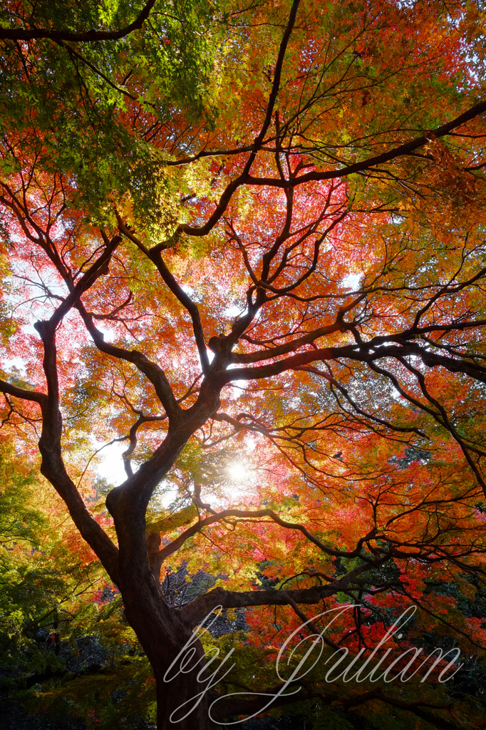 新宿御苑の紅葉