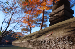 小石川後楽園の紅葉