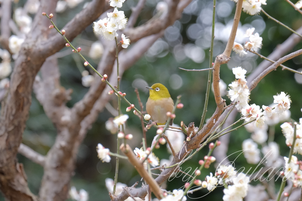 梅林坂にて