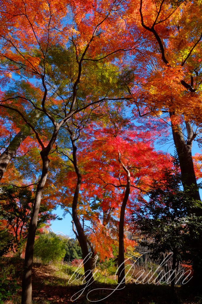 小石川後楽園の紅葉