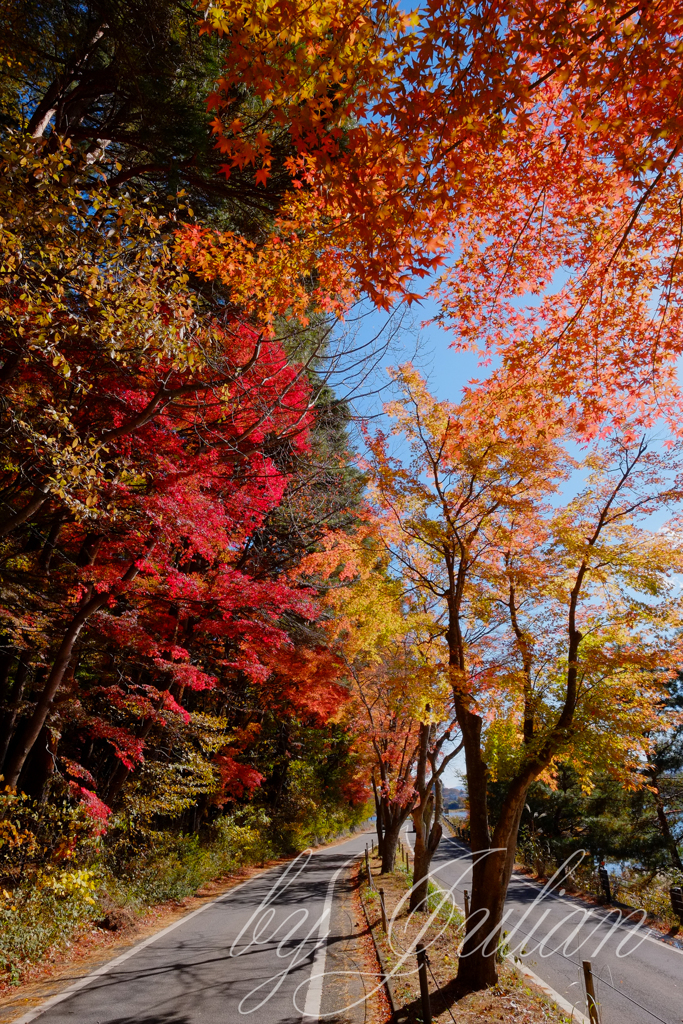 富士山と紅葉