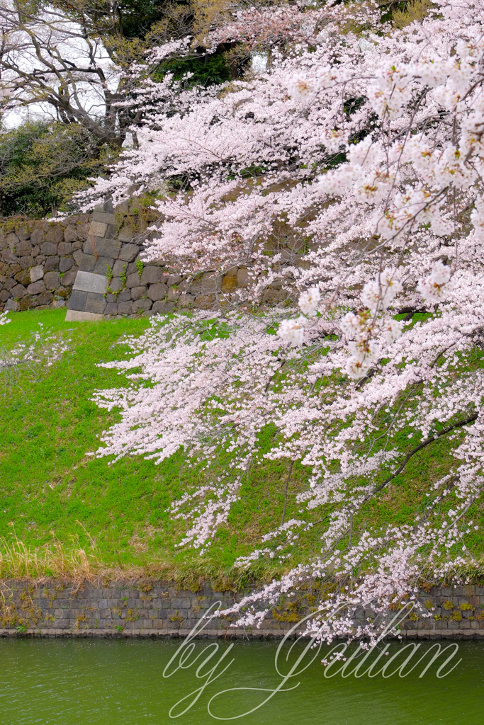 千鳥が淵にて