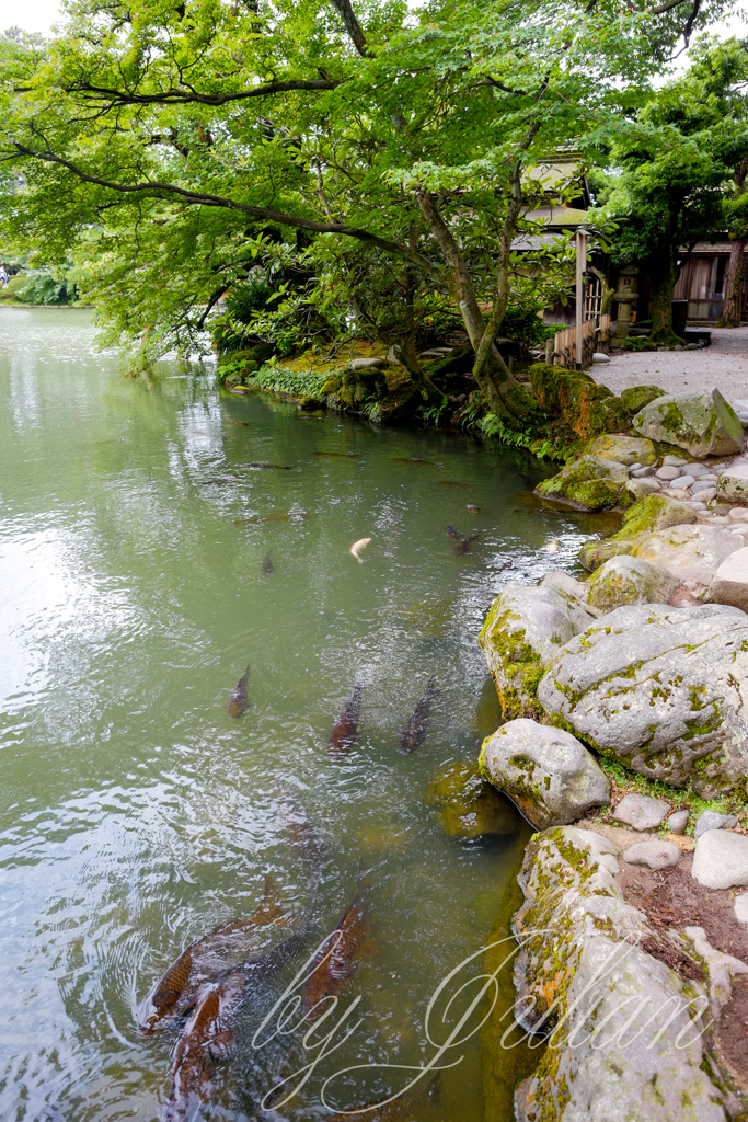 兼六園にて