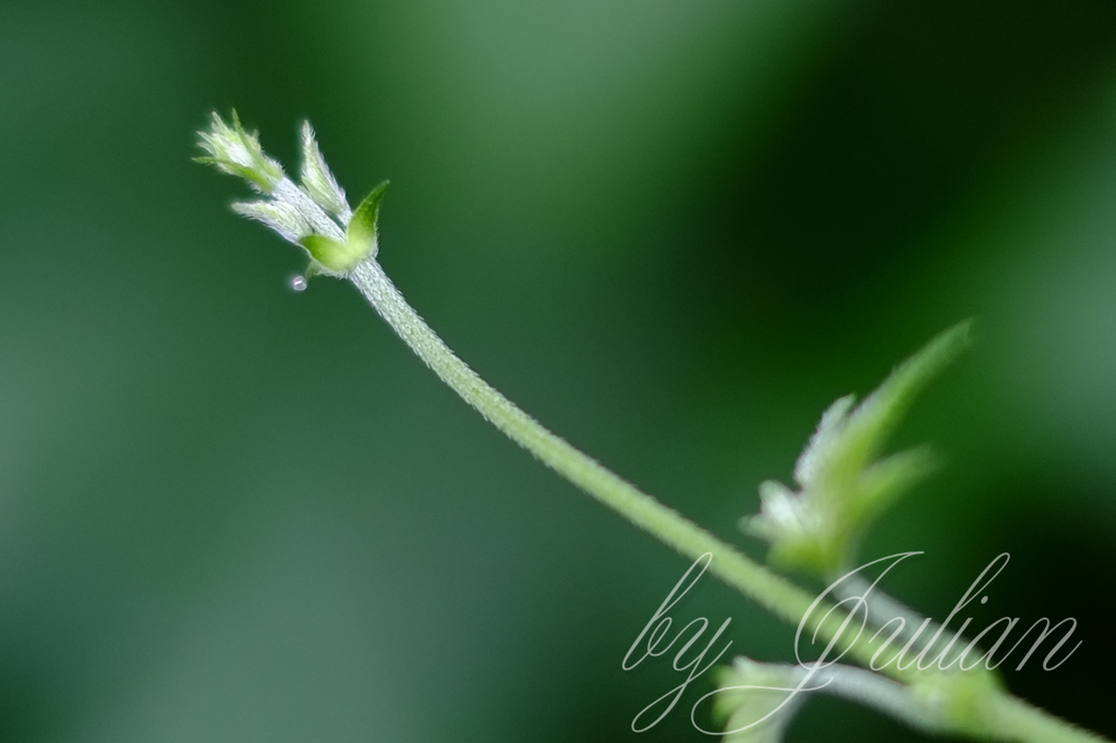 morning dew