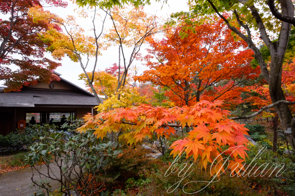 昭和記念公園の紅葉