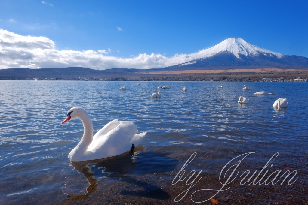 白鳥の湖