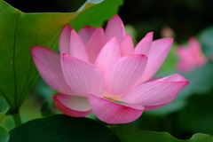 DSCF5910