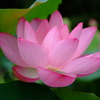 DSCF5910