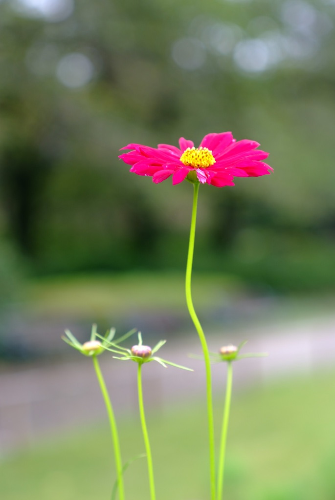 DSCF5905