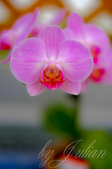 神代植物公園にて