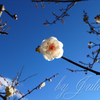 羽根木公園