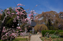 慈雲寺の桃の花