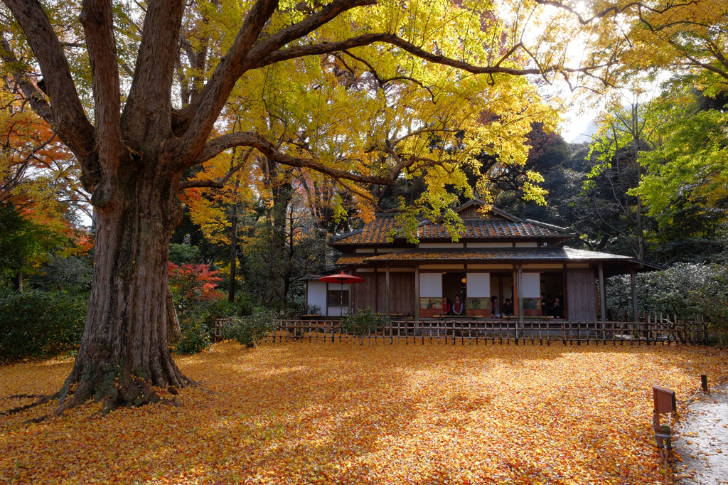 六義園の紅葉