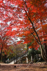 AT THE PARK in Autumn