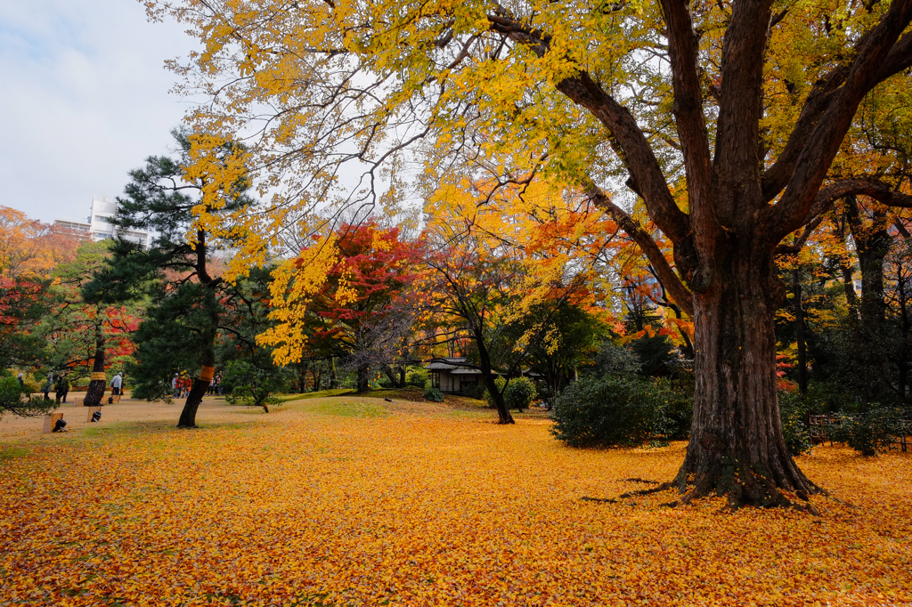 六義園の紅葉