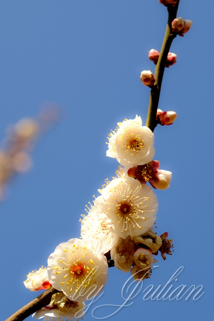 梅